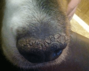 dry cracked dog nose